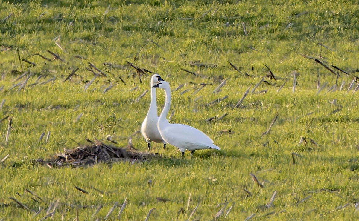 Tundra Swan - ML647270347