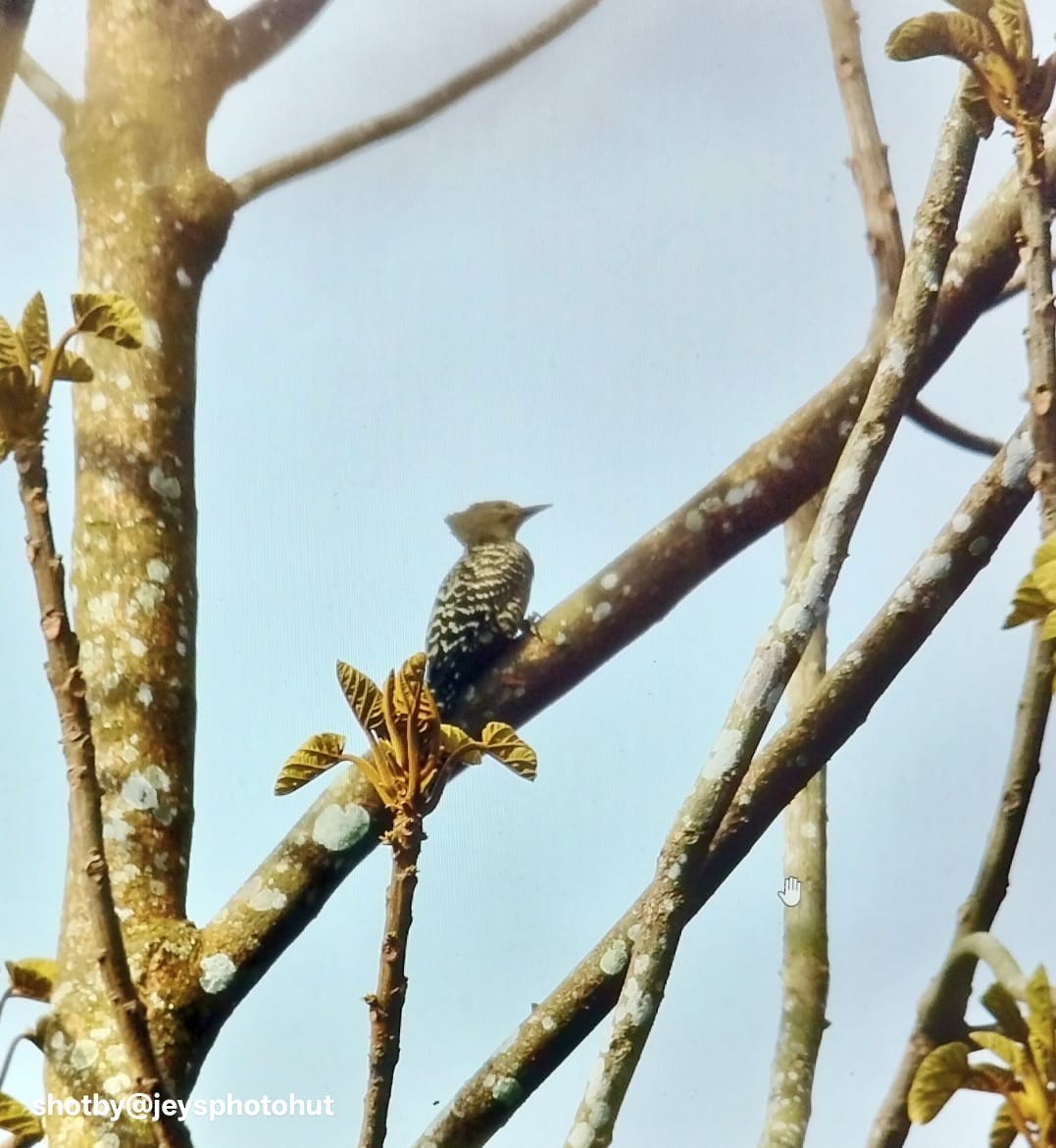Buff-rumped Woodpecker - ML647270348