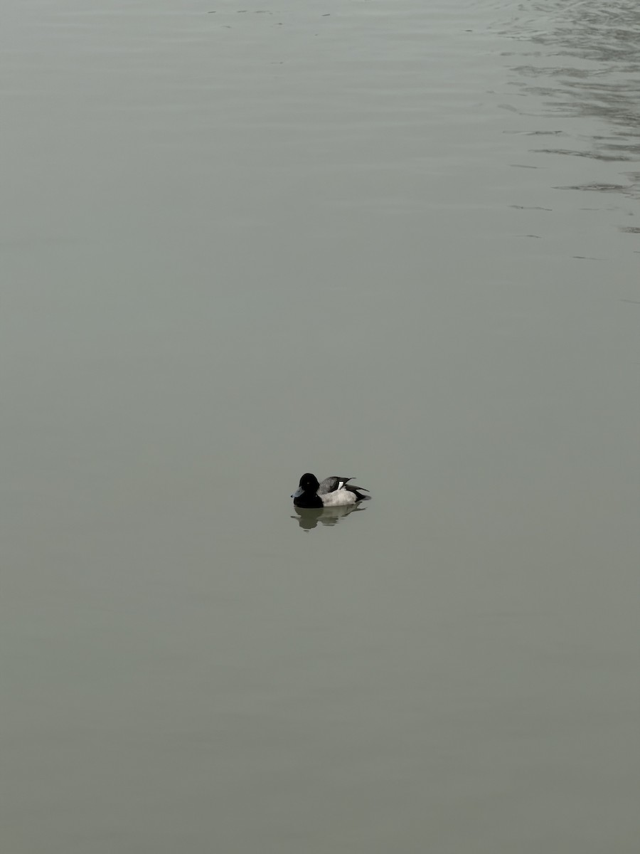 Lesser Scaup - ML647270355