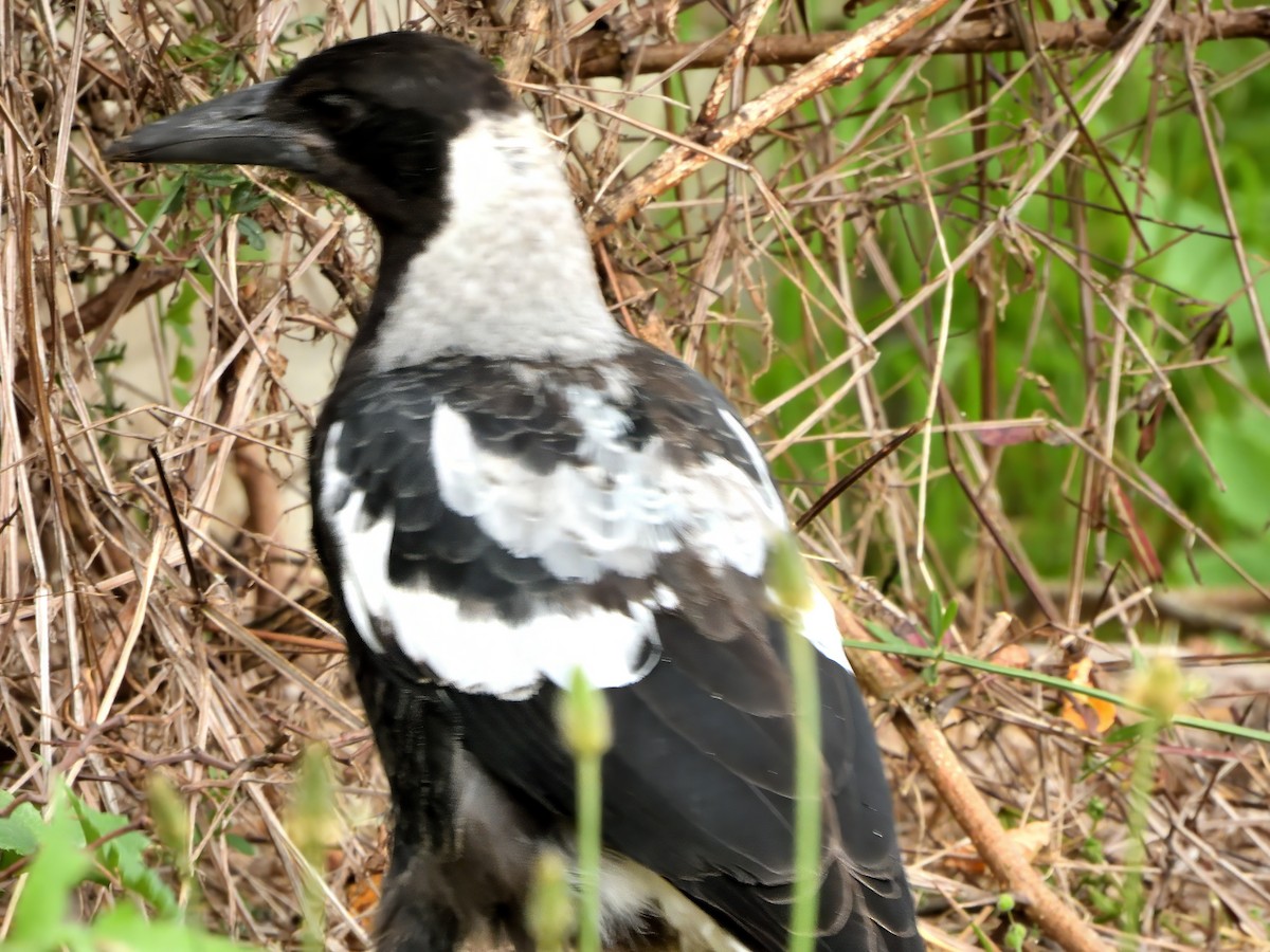 Australian Magpie (Black-backed x White-backed) - ML647270357