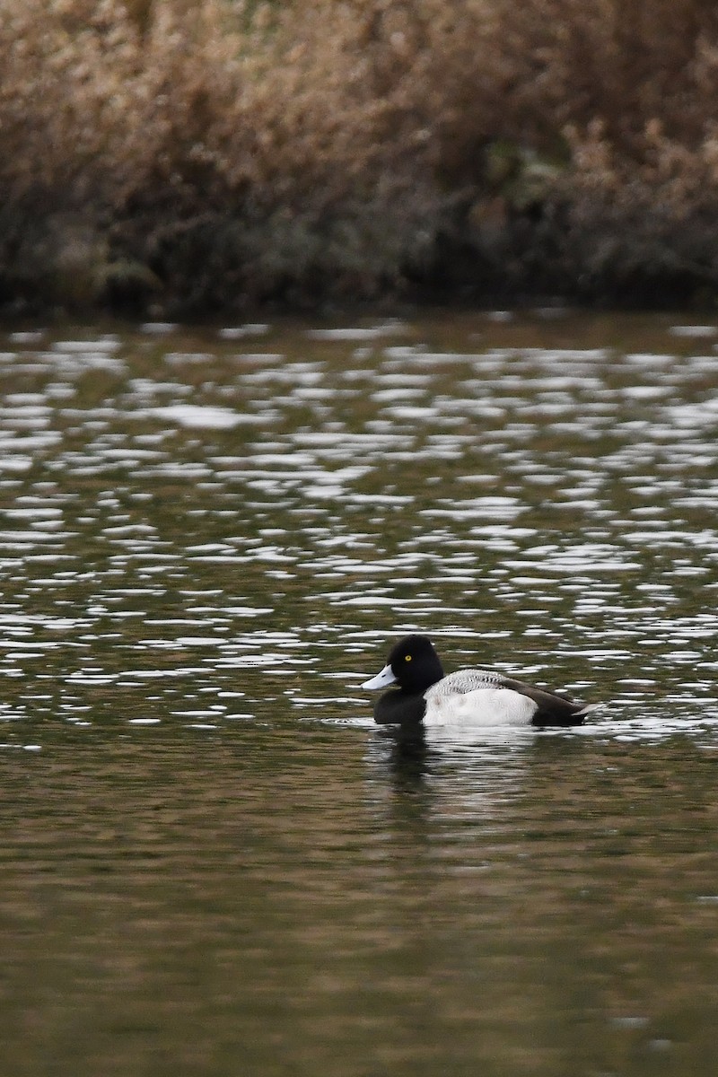 Lesser Scaup - ML647270358