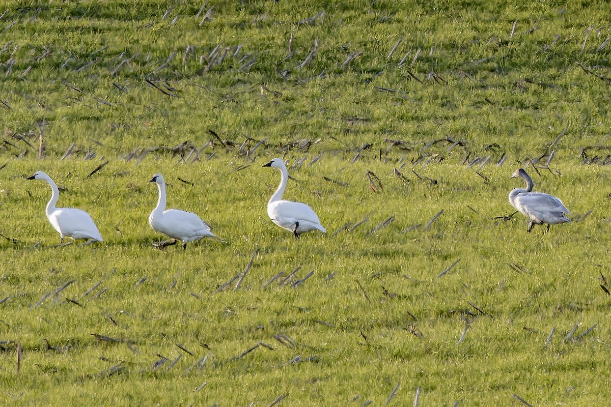 Tundra Swan - ML647270359