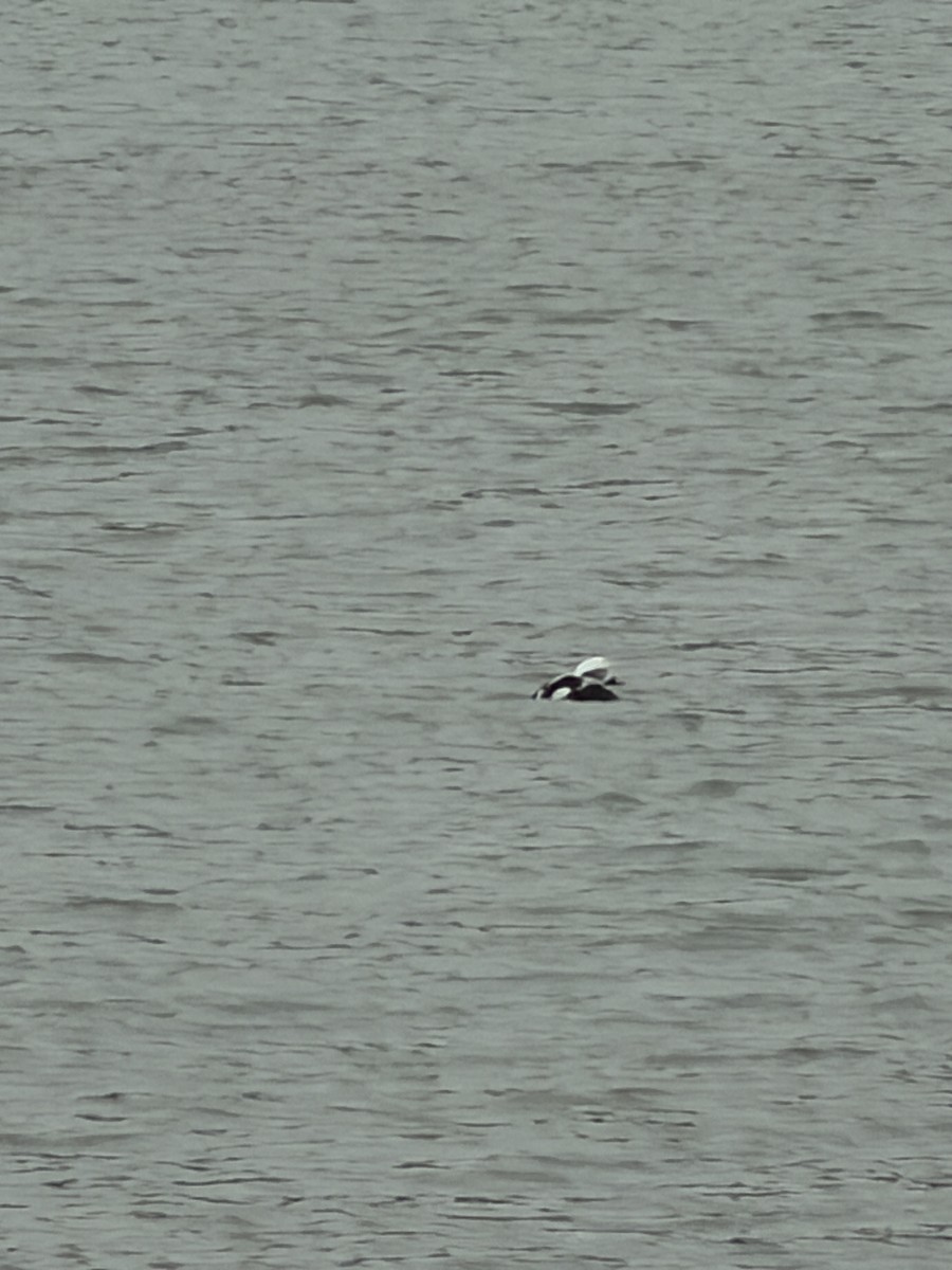 Long-tailed Duck - ML647270361