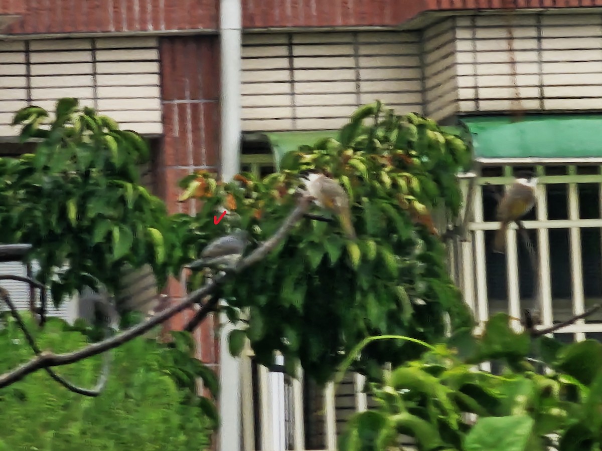 Malay Sığırcığı - ML647270363