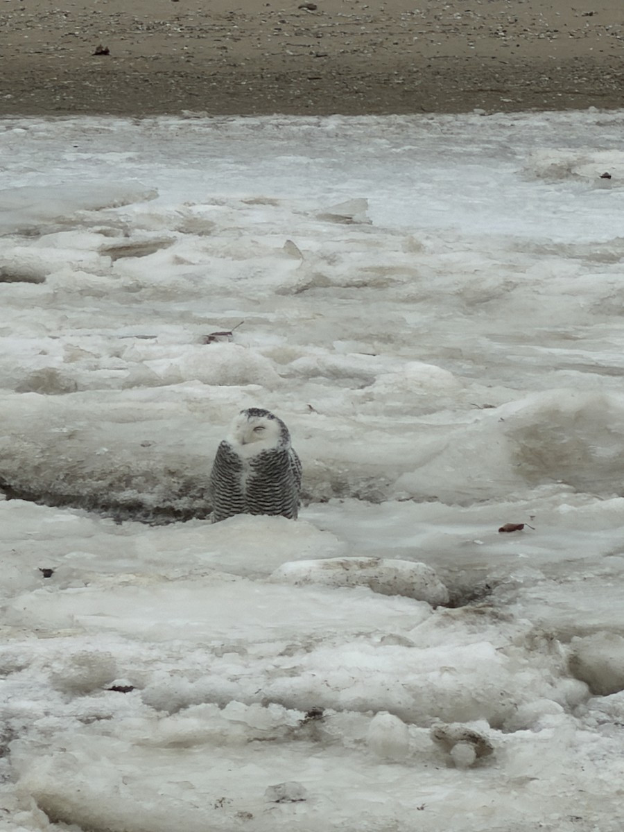 Snowy Owl - ML647270364