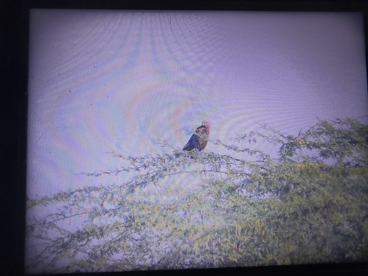Common Buzzard - ML647270372