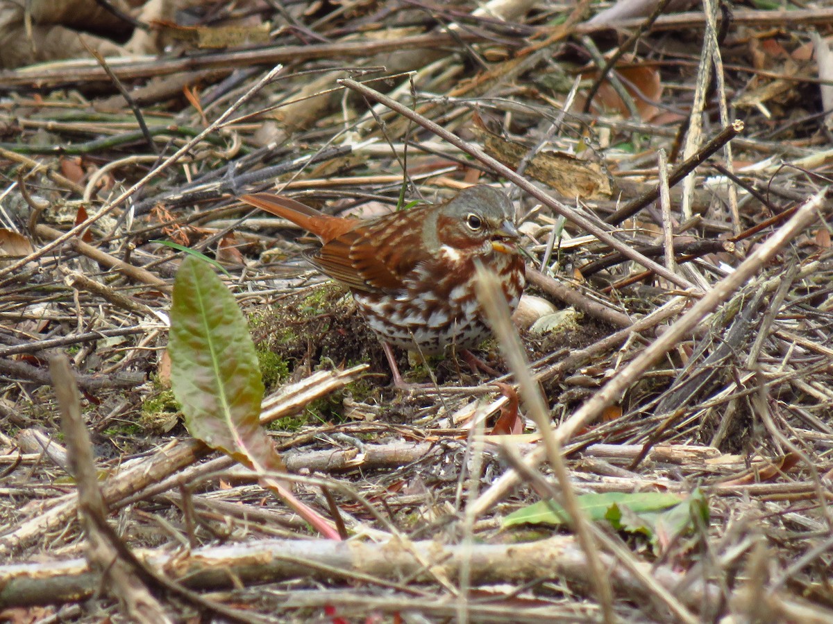 Fox Sparrow - ML647270373