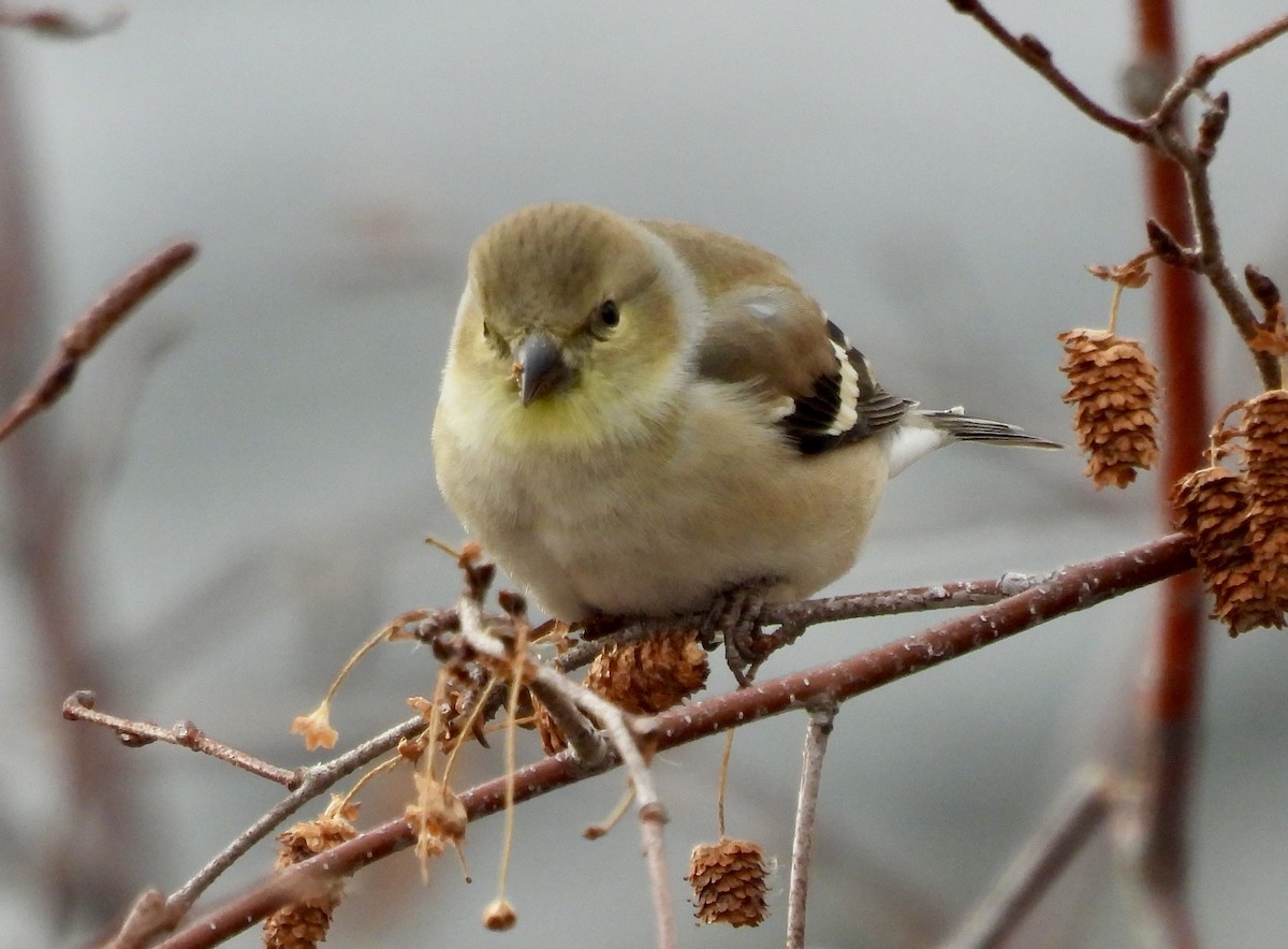 Chardonneret jaune - ML647270383