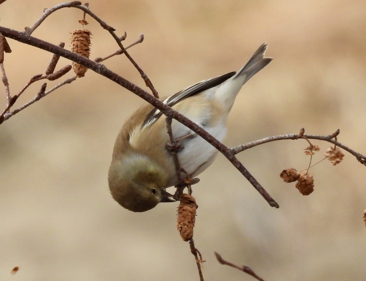 Chardonneret jaune - ML647270384