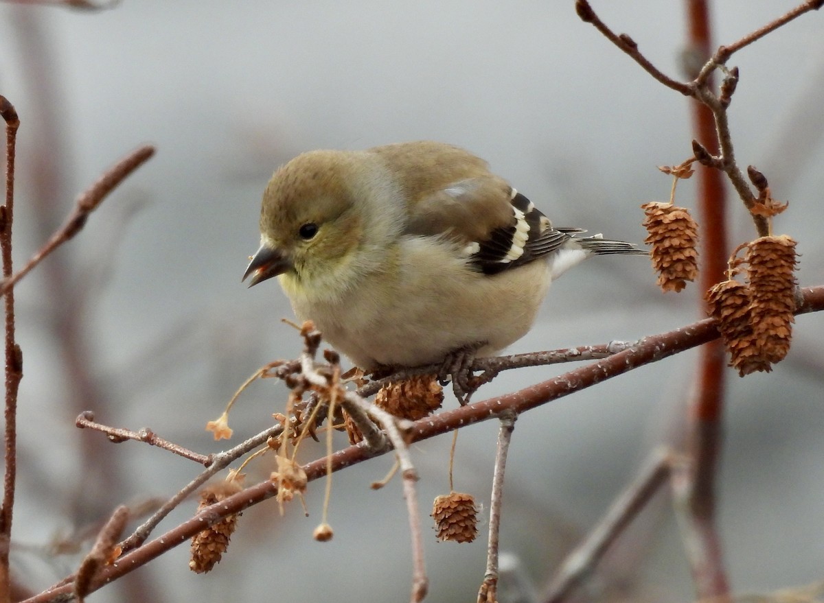 Chardonneret jaune - ML647270385