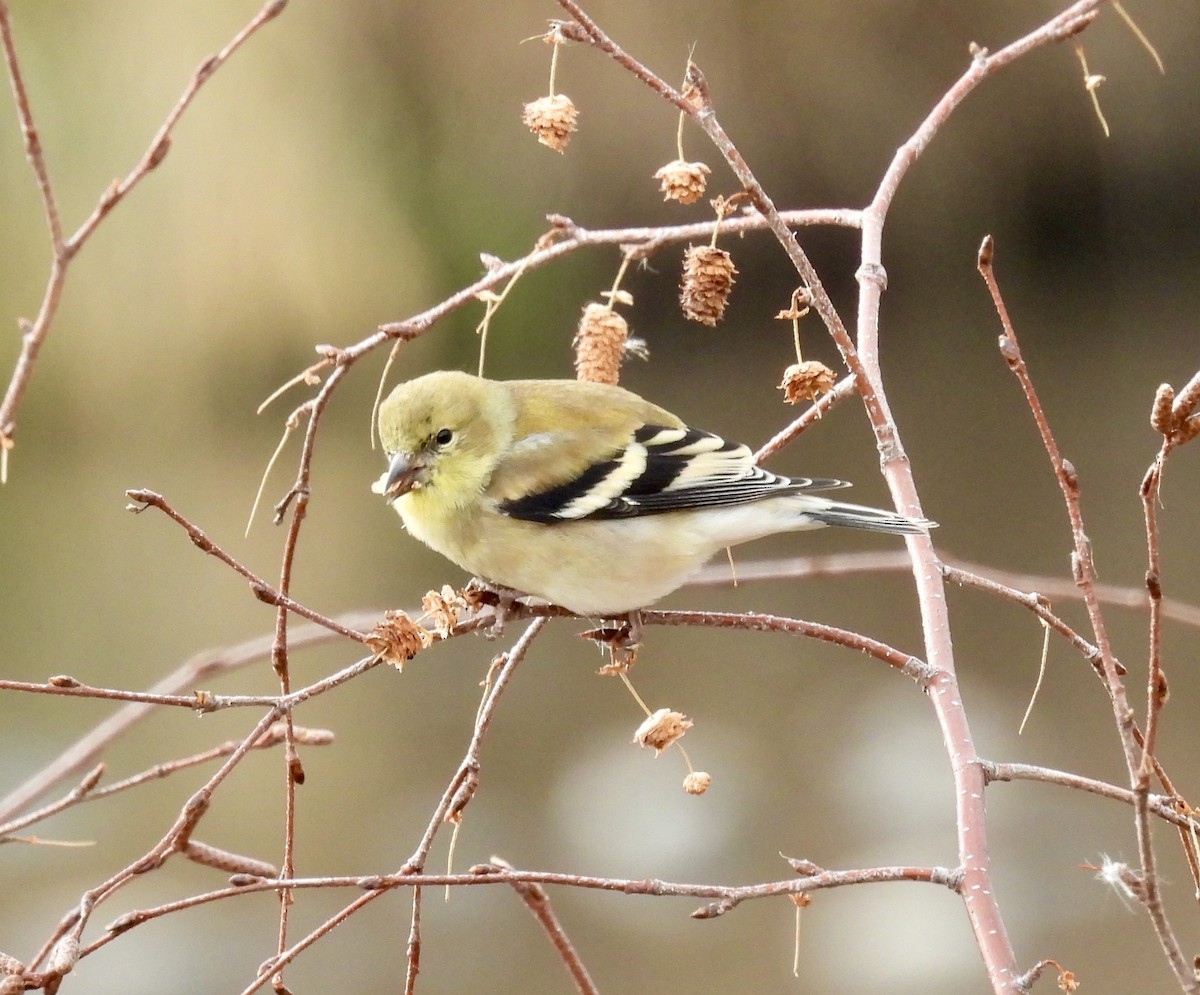 Chardonneret jaune - ML647270386