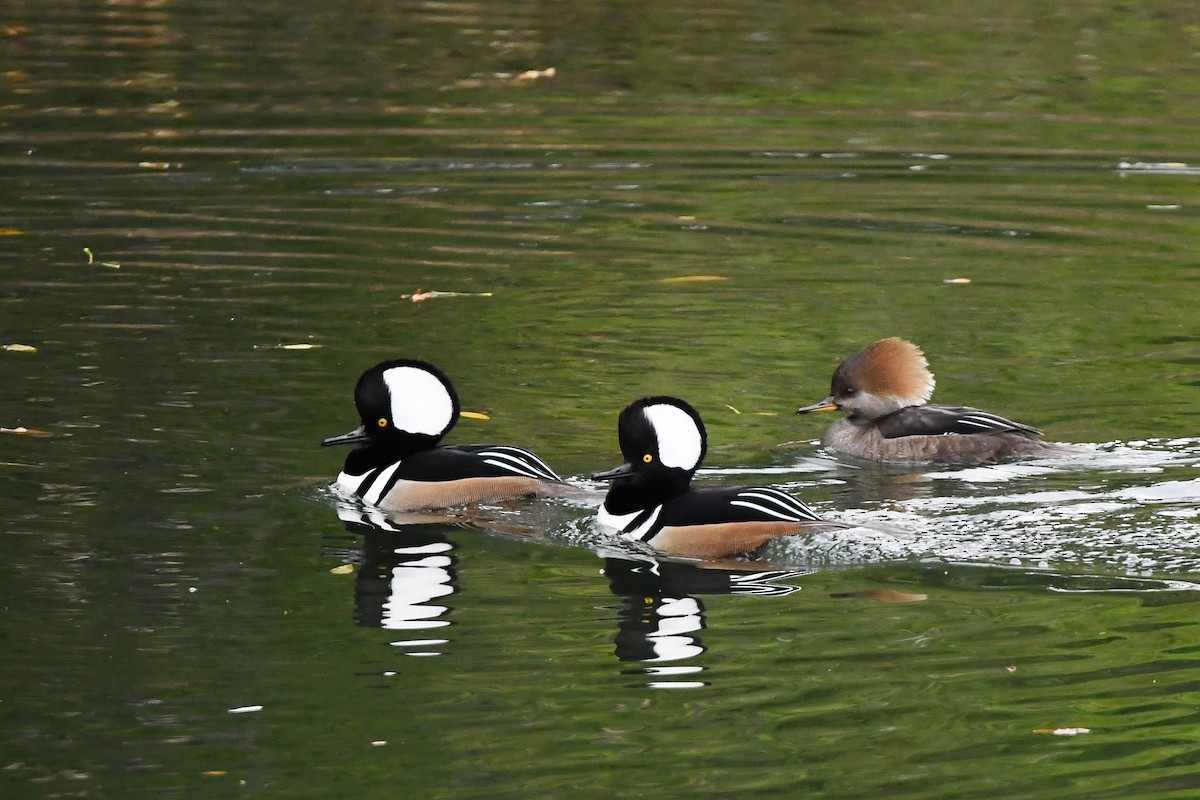 Hooded Merganser - ML647270396