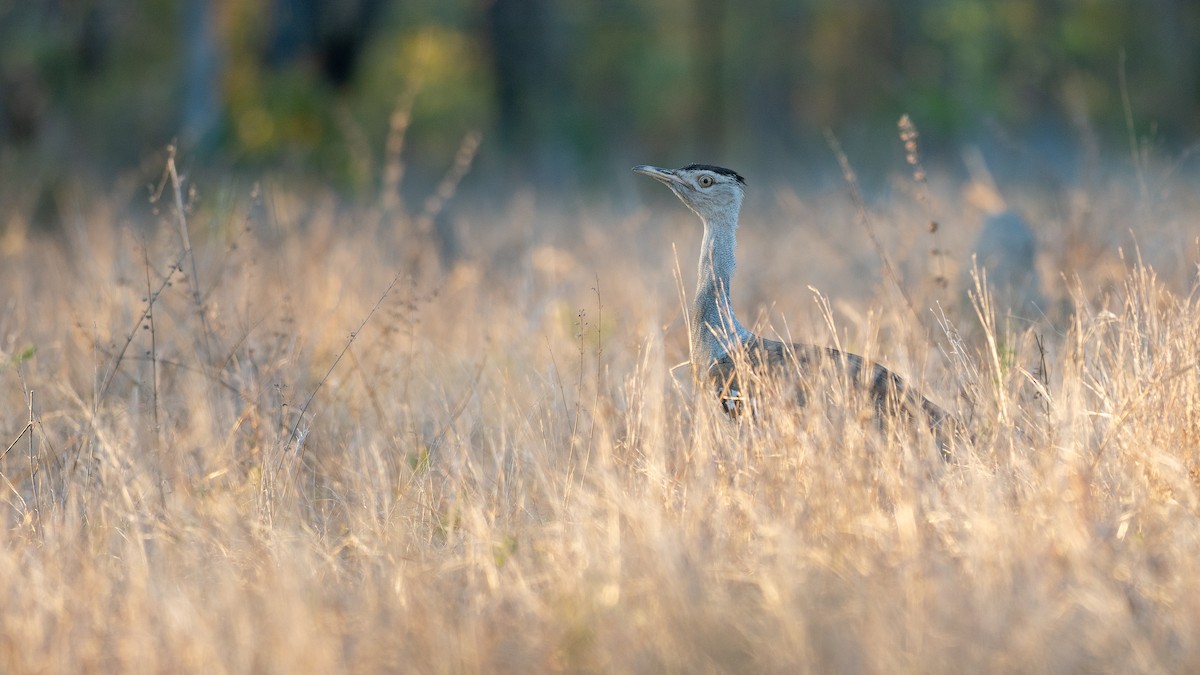 Australian Bustard - ML647270400