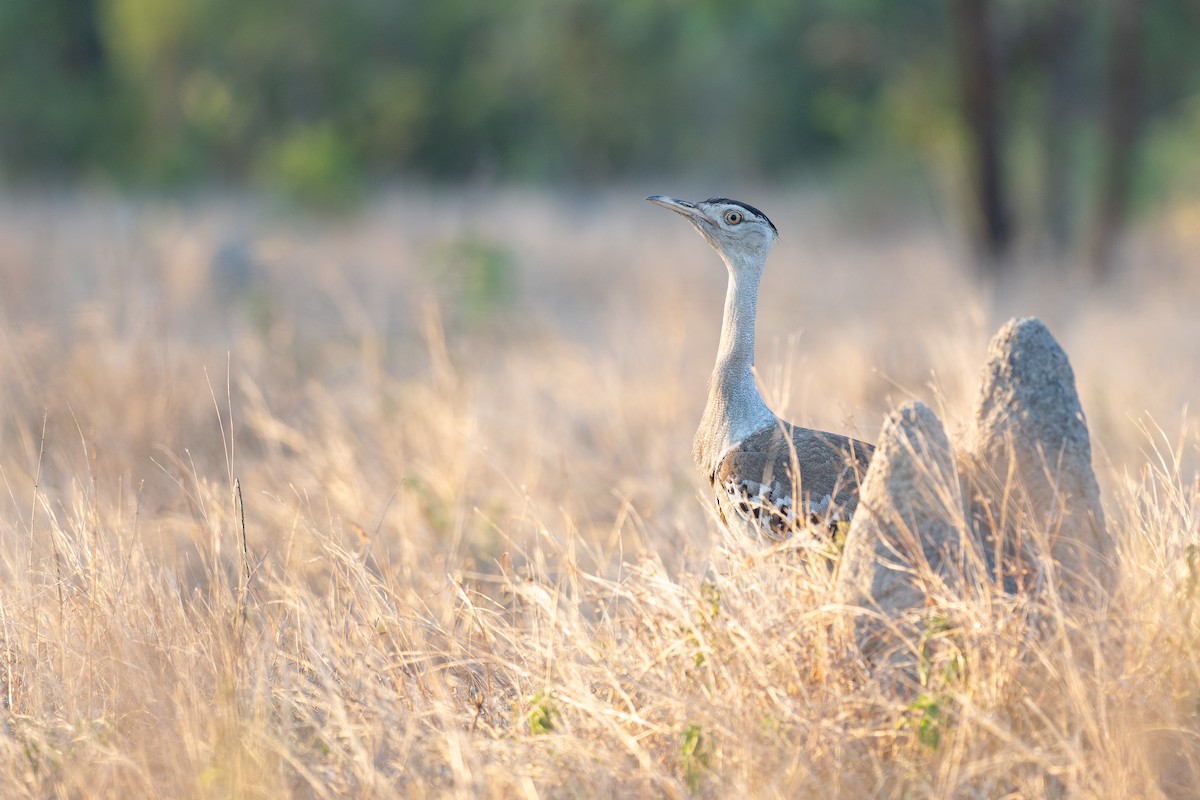 Australian Bustard - ML647270401