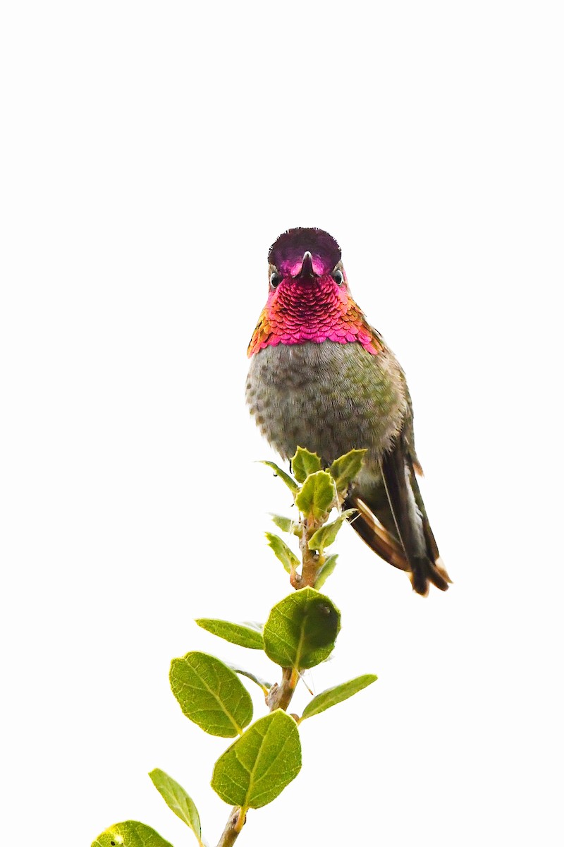 Anna's Hummingbird - ML647270404