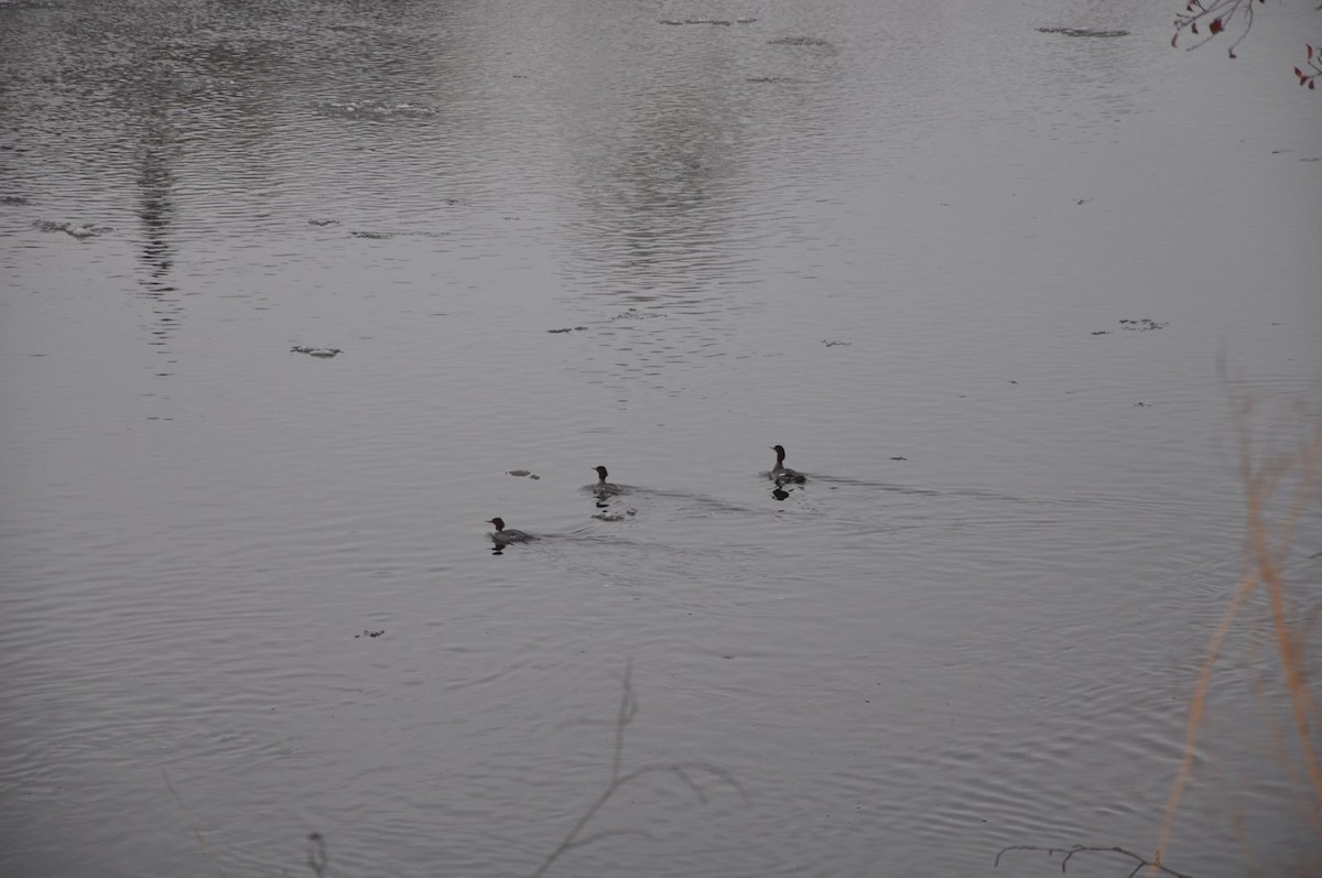 Common Merganser - ML647270411