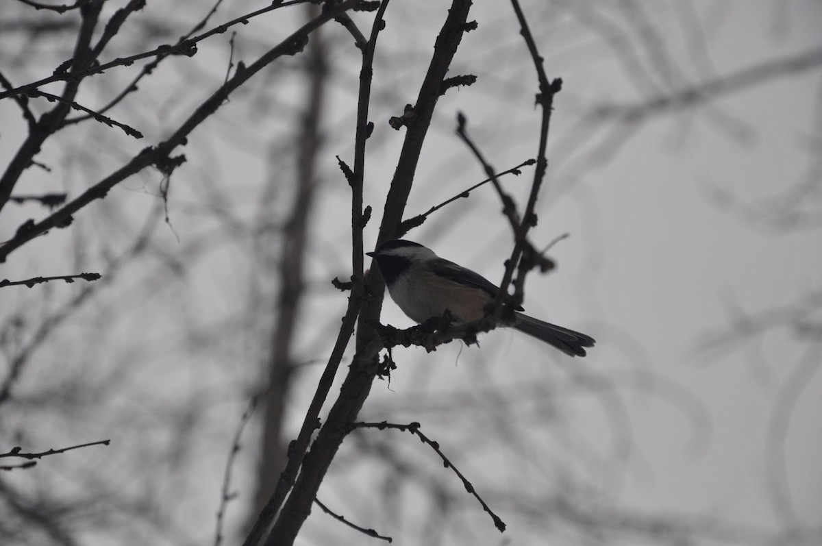 Black-capped Chickadee - ML647270417