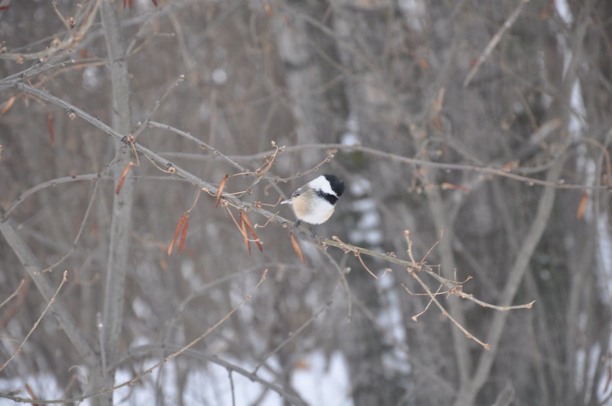 Black-capped Chickadee - ML647270418