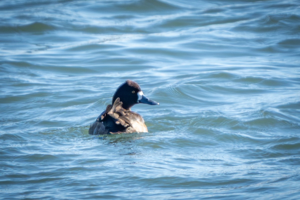 Морская чернеть - ML647270420