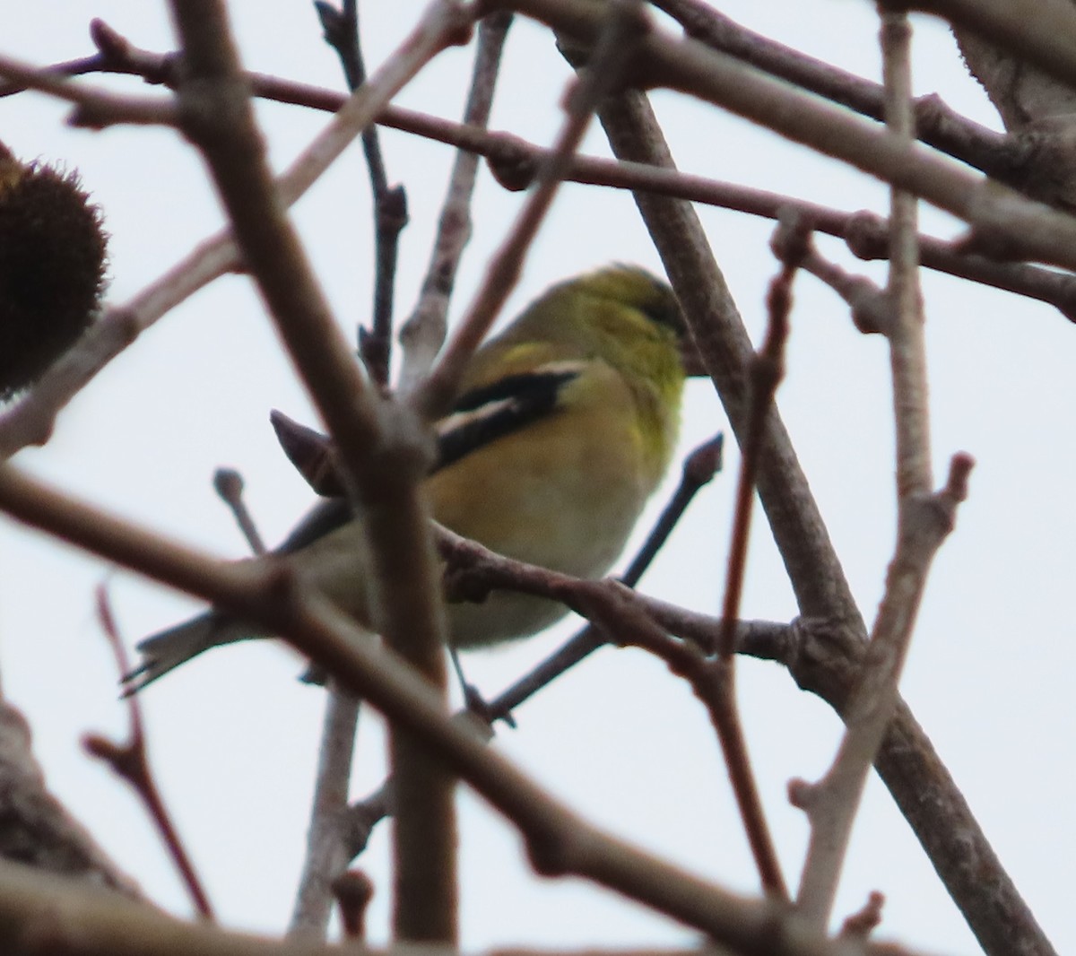 Chardonneret jaune - ML647270421