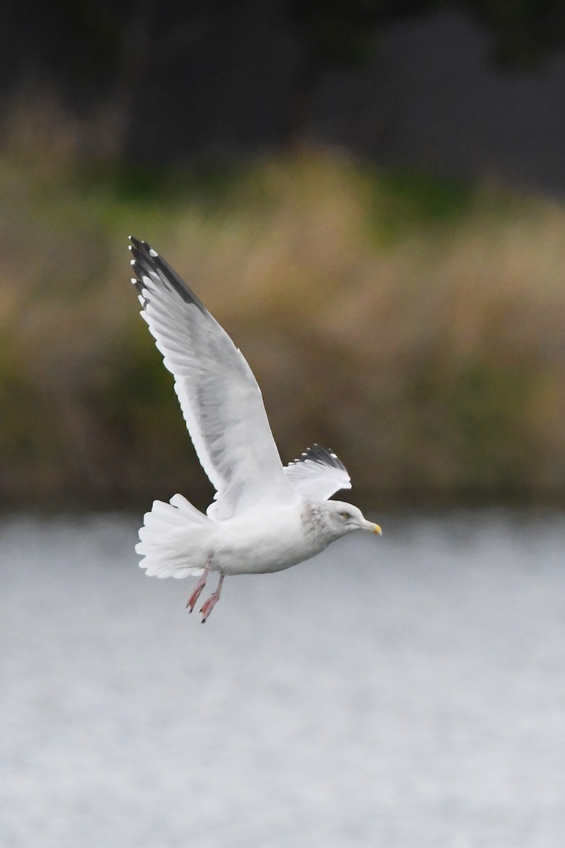 American Herring Gull - ML647270422