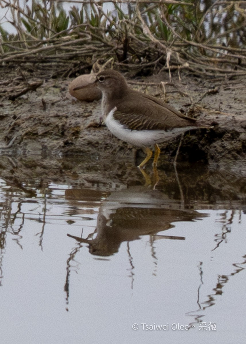 Kuliska orbanduna - ML647270428