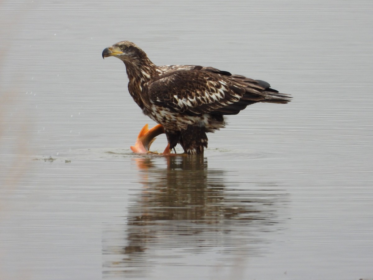 Bald Eagle - ML647270439