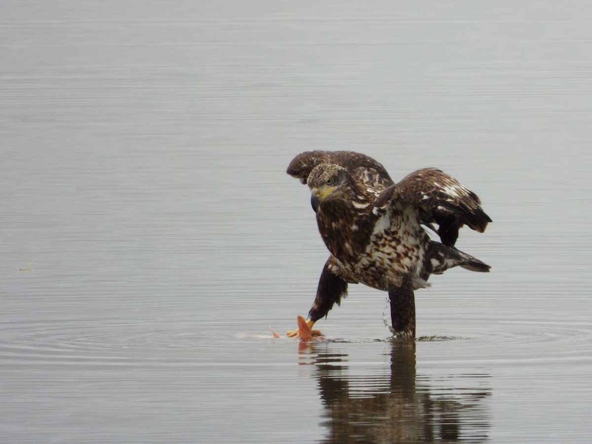 Bald Eagle - ML647270441