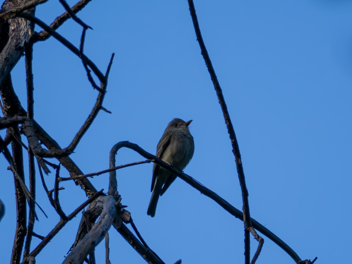 Greater Pewee - ML647270442