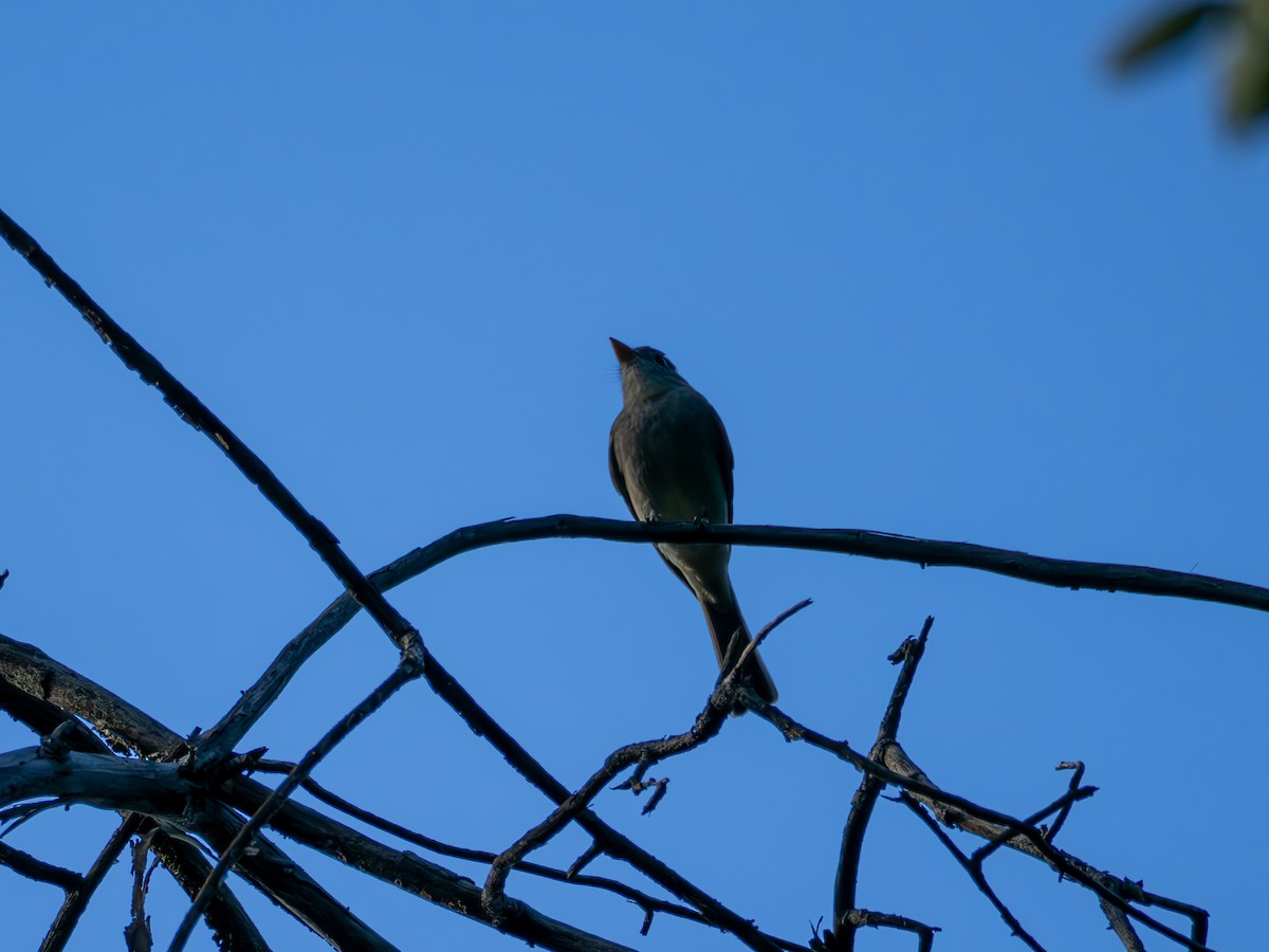 Greater Pewee - ML647270443
