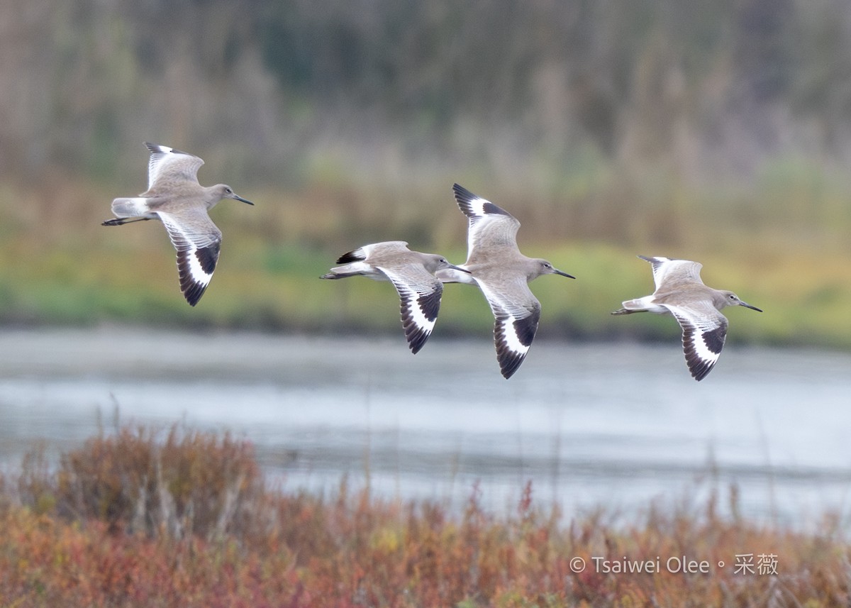 Kuliska erdipalmatua - ML647270445