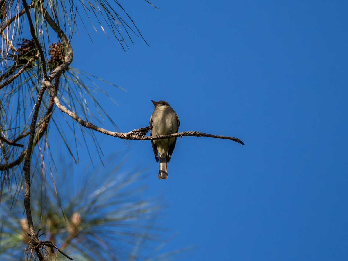 Greater Pewee - ML647270449