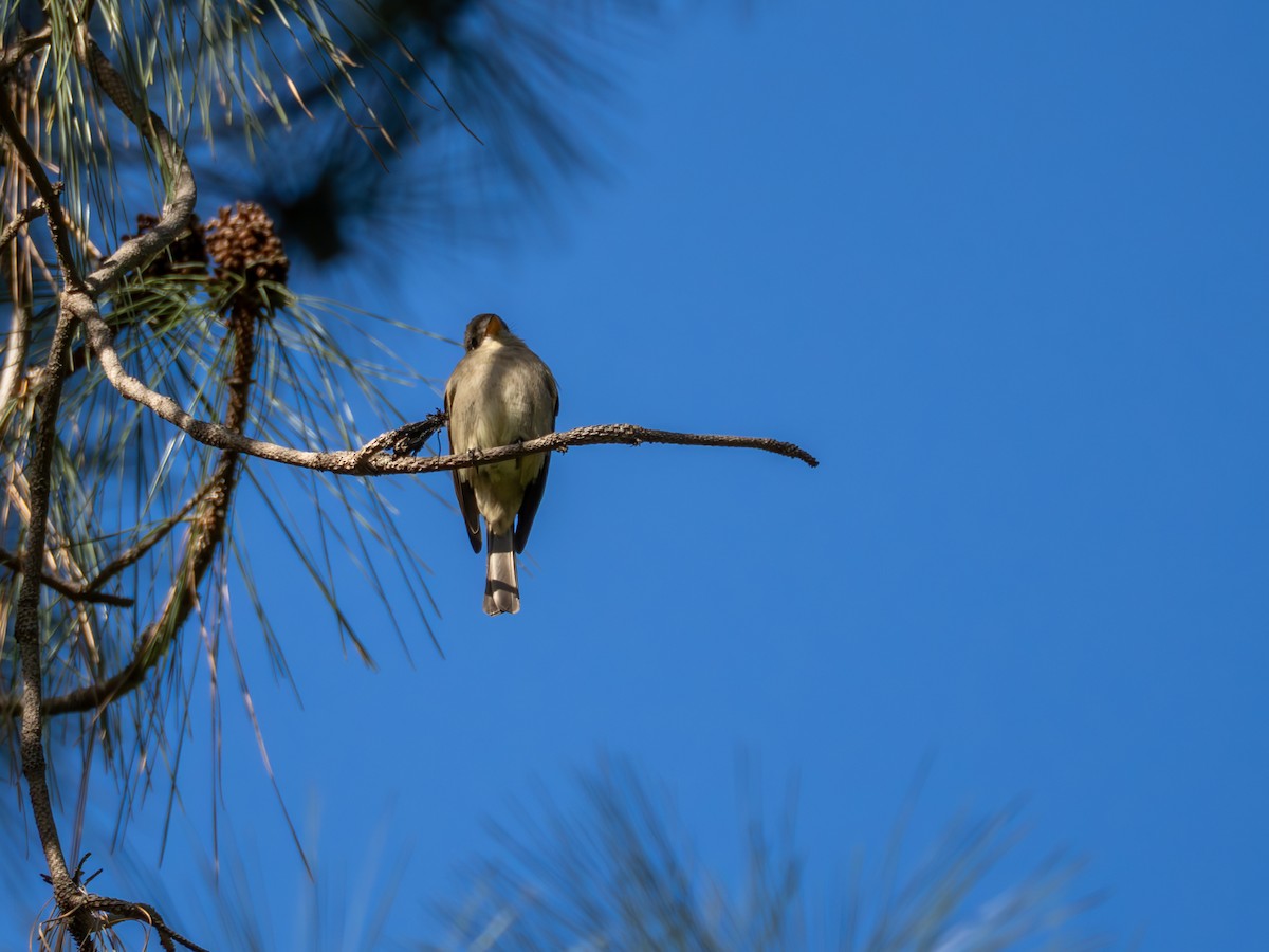 Greater Pewee - ML647270450