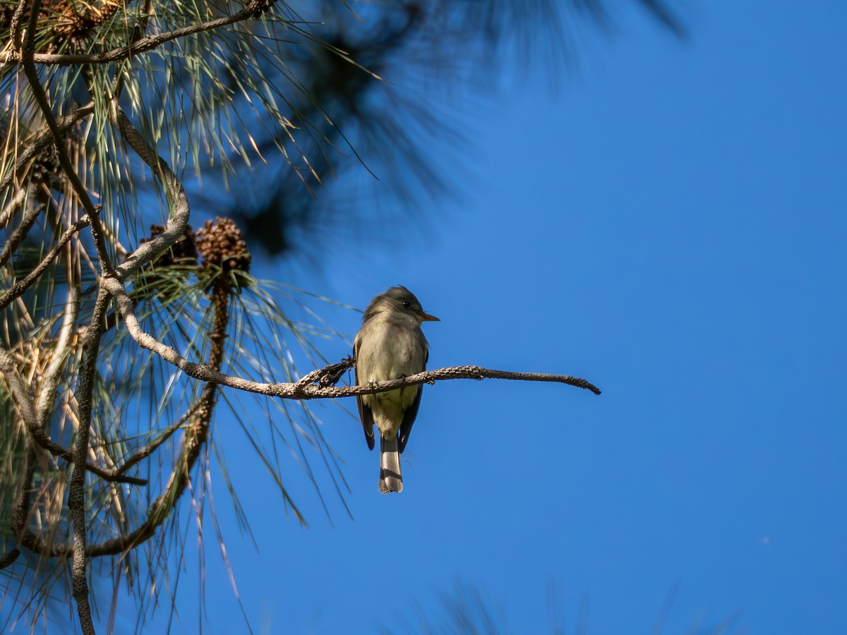 Greater Pewee - ML647270451