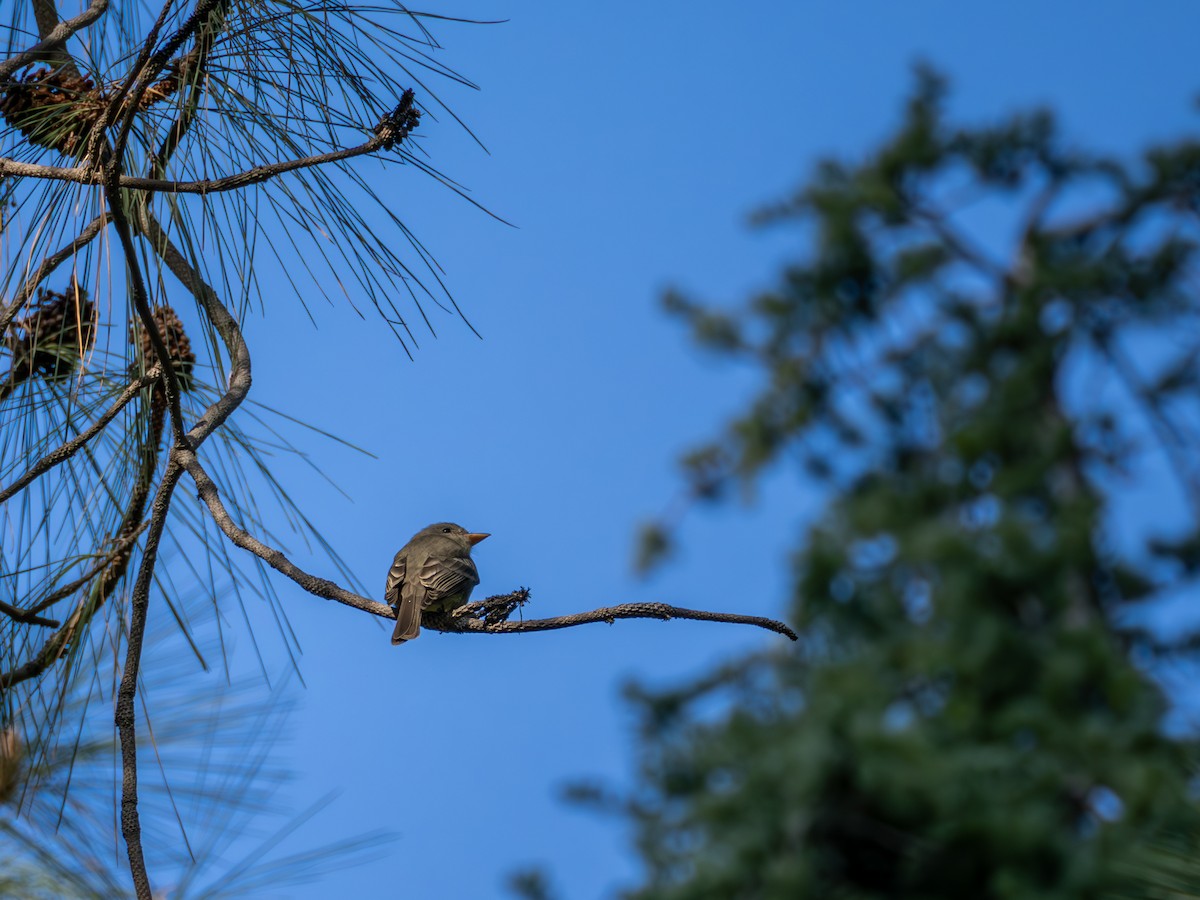 Greater Pewee - ML647270452