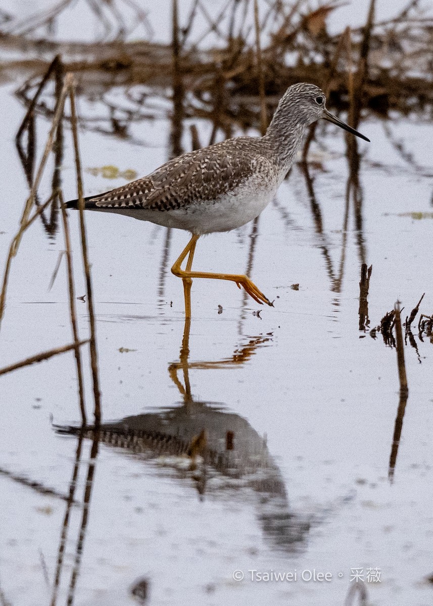 Kuliska hankahori handia - ML647270466