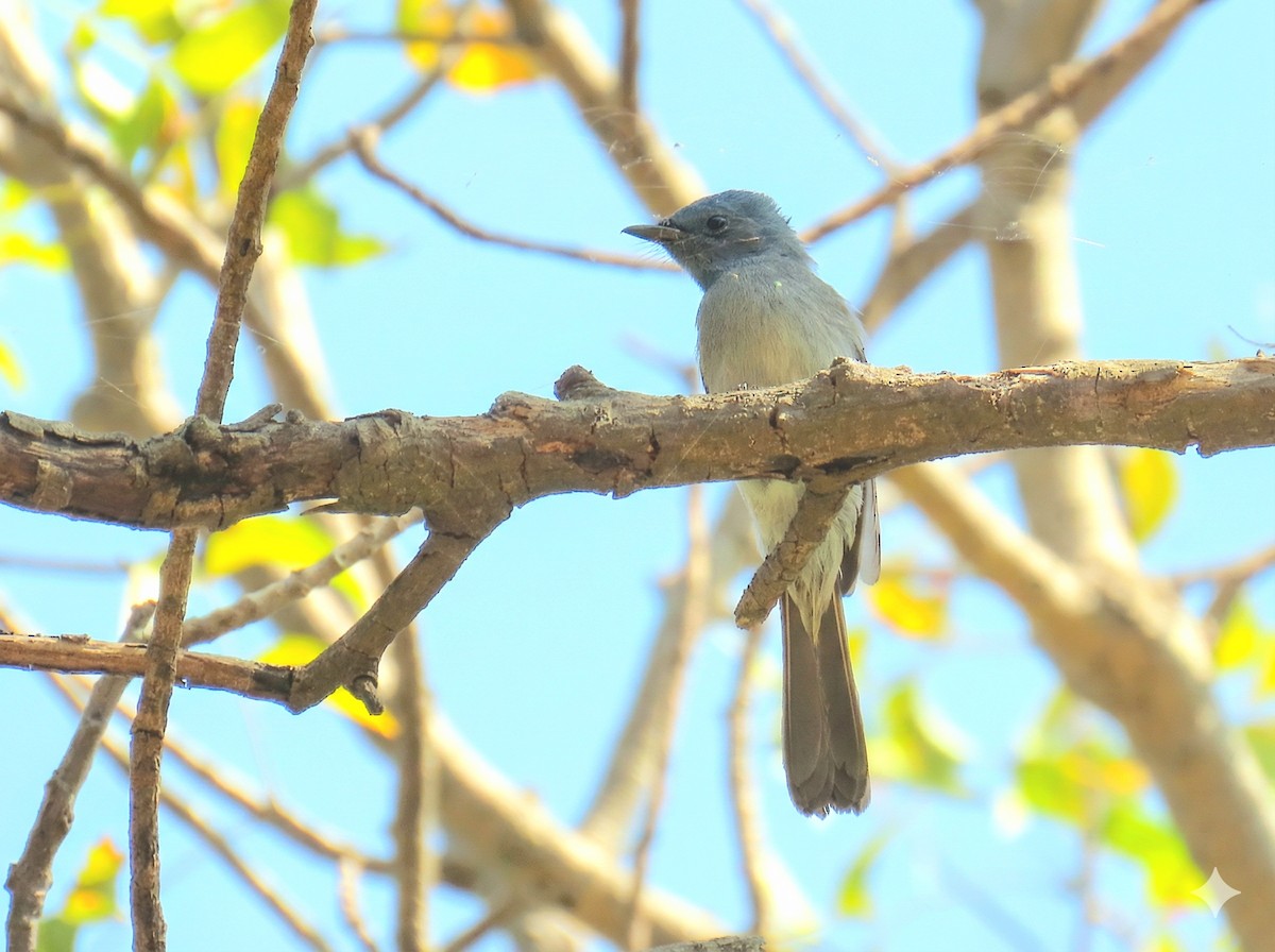Black-naped Monarch - ML647270469