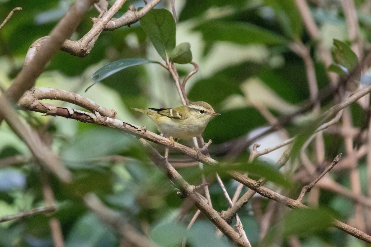 Yellow-browed Warbler - ML647270475