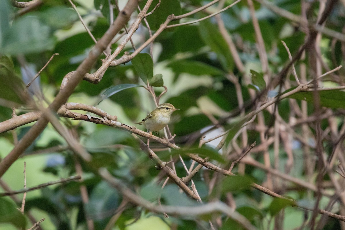 Yellow-browed Warbler - ML647270476