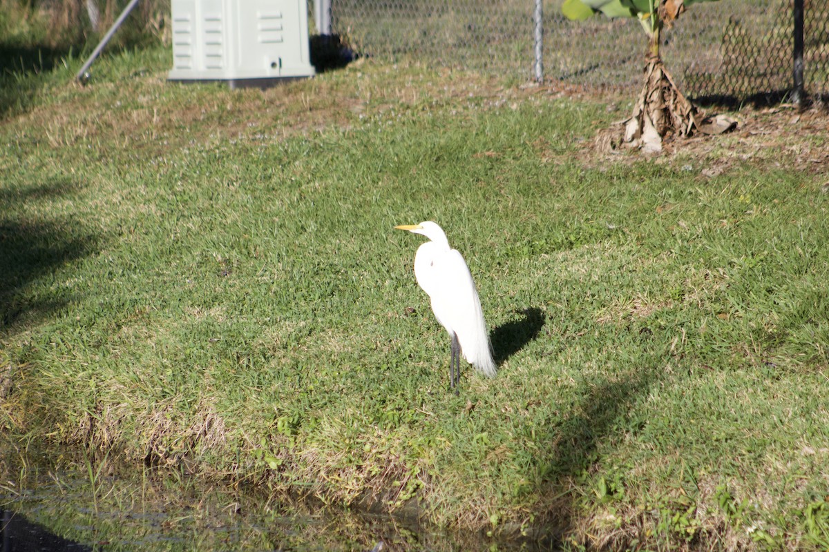 לבנית גדולה - ML647270477