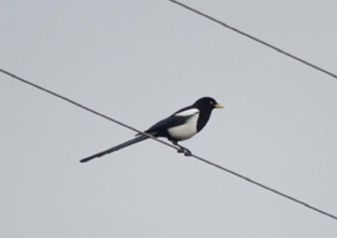 Yellow-billed Magpie - ML647270478