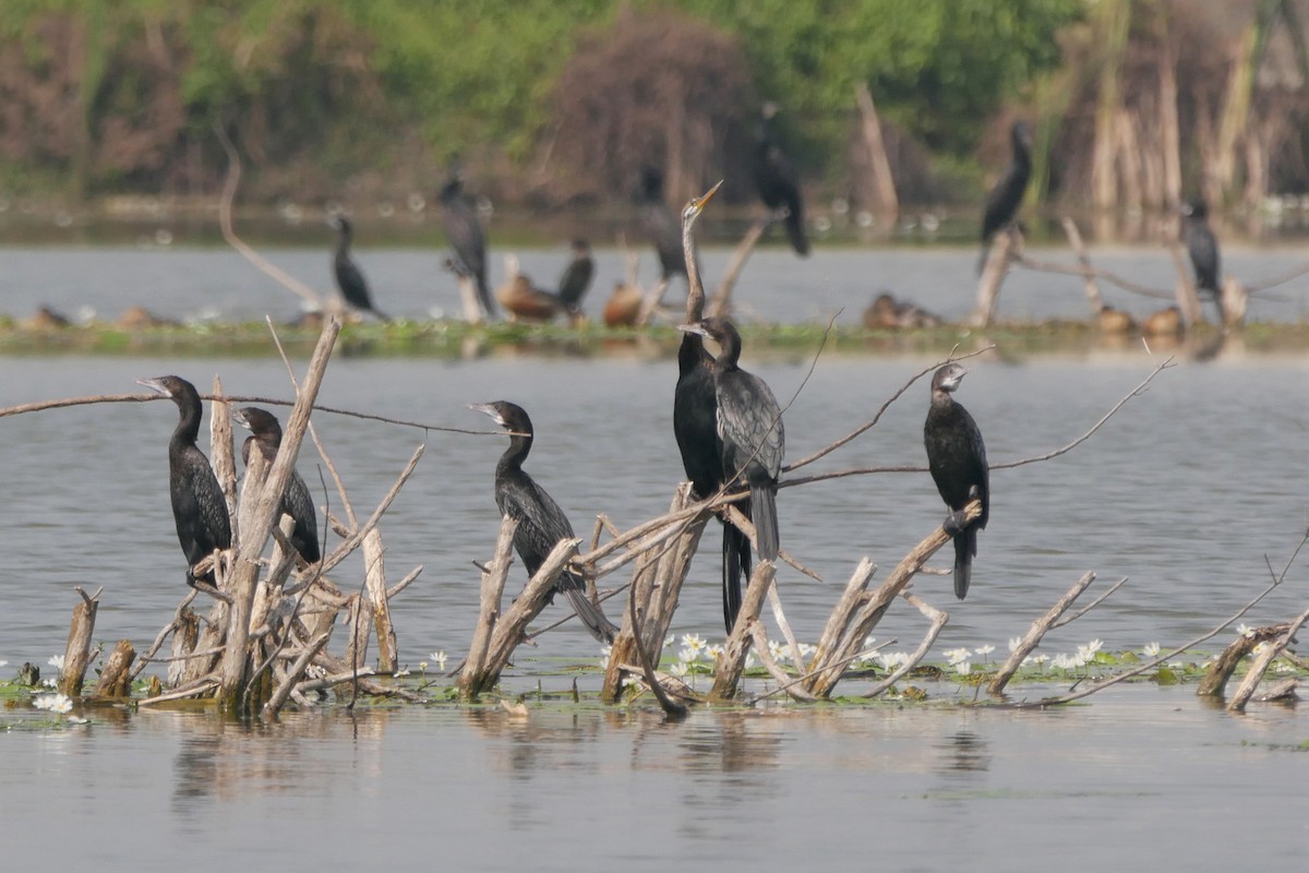 Oriental Darter - ML647270481