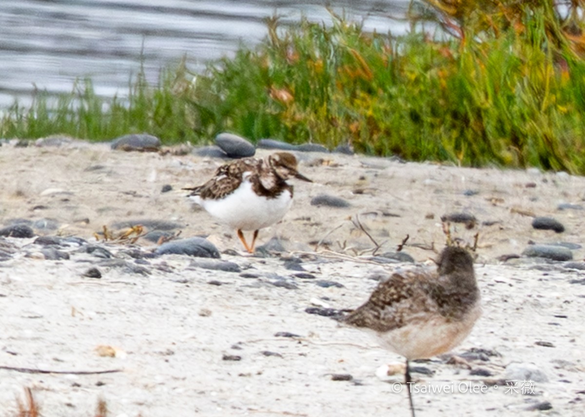 Harri-iraulari arrunta - ML647270483