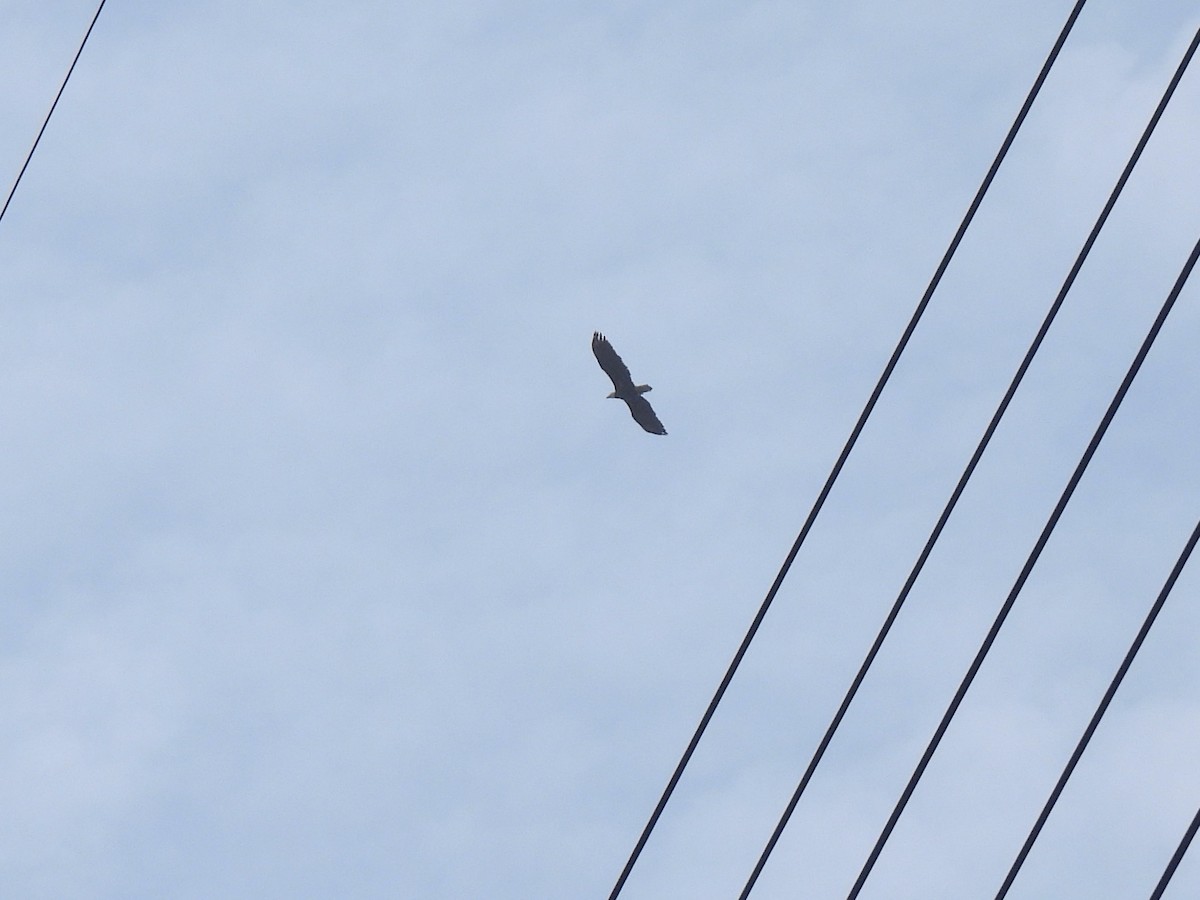 Bald Eagle - ML647270487