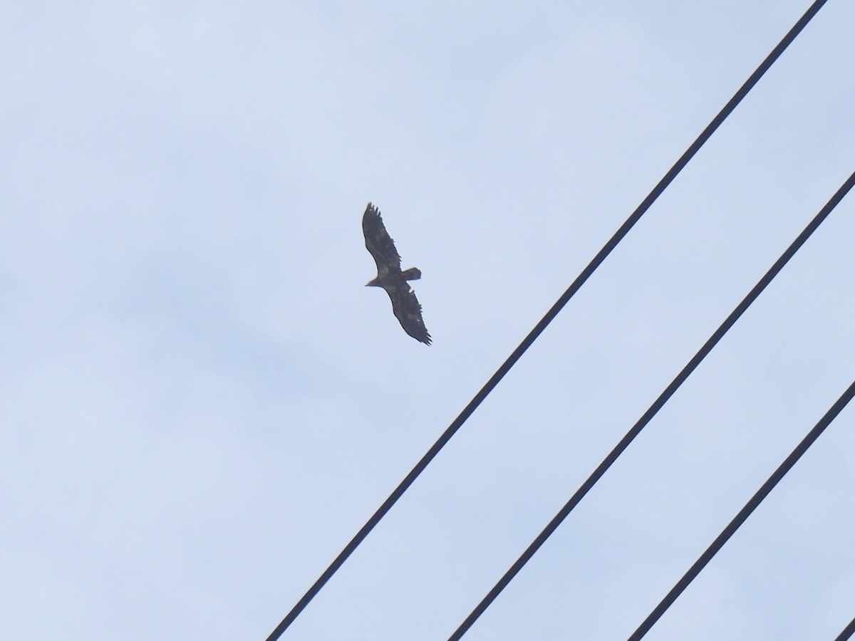 Bald Eagle - ML647270490