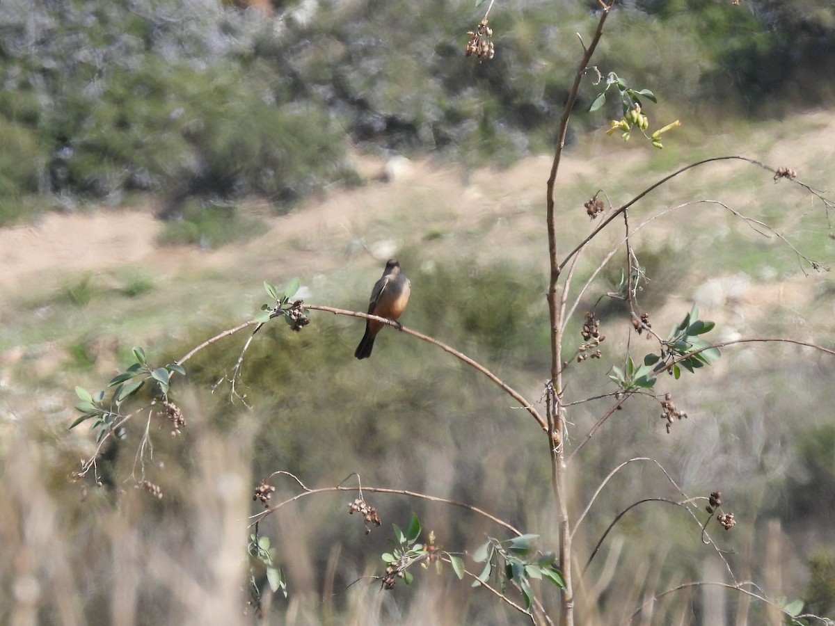 Say's Phoebe - ML647270493