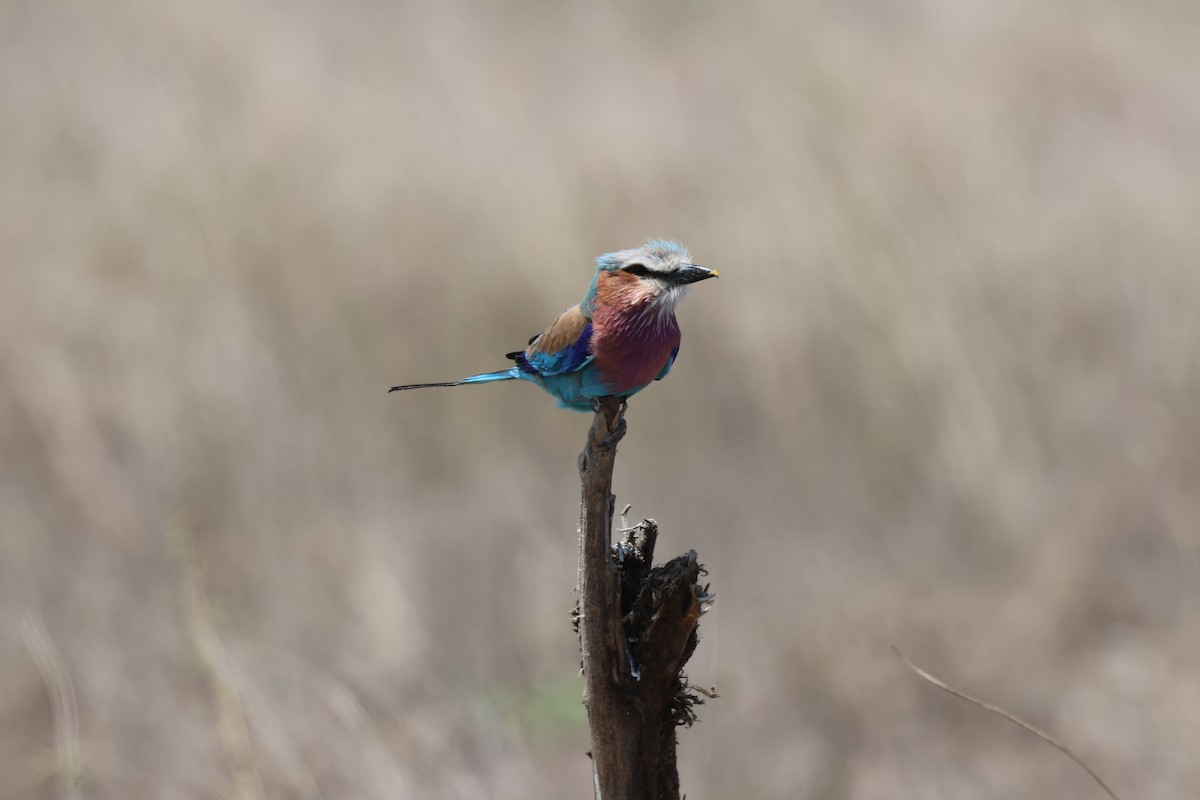 Lilac-breasted Roller - ML647270495