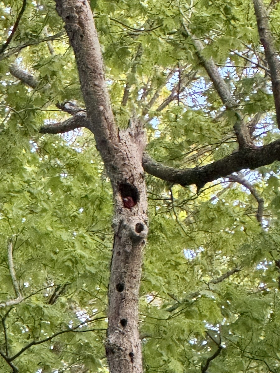 Red-headed Woodpecker - ML647270497