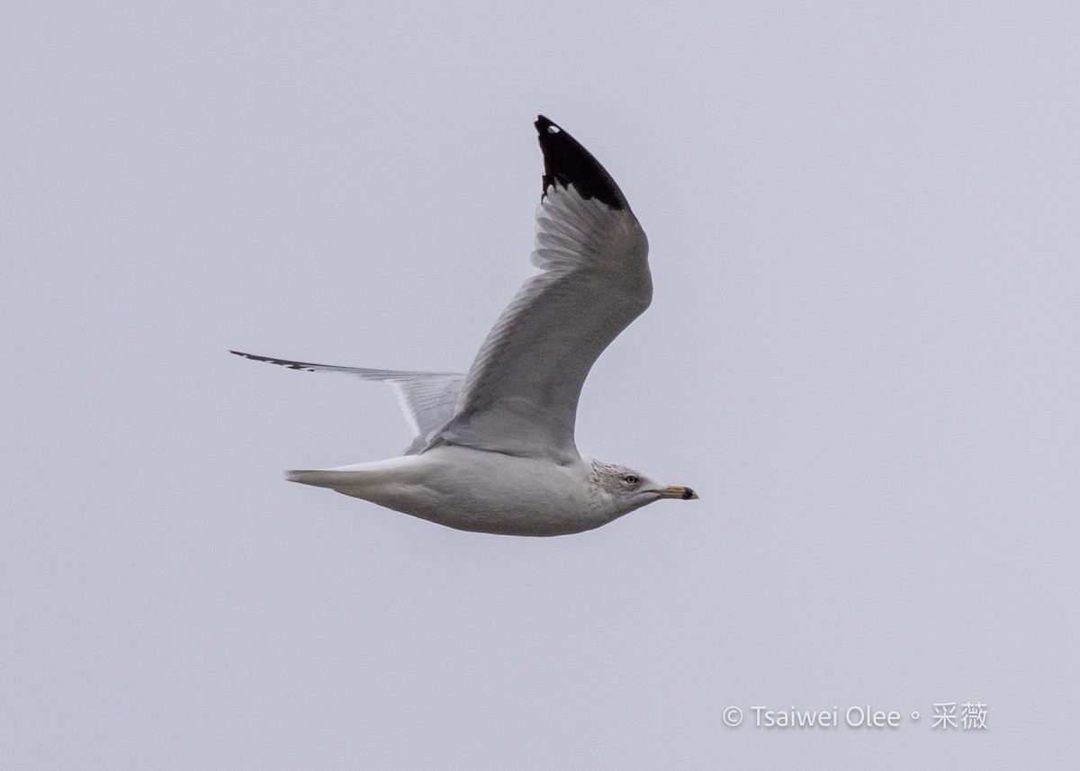 Delawareko kaioa - ML647270501