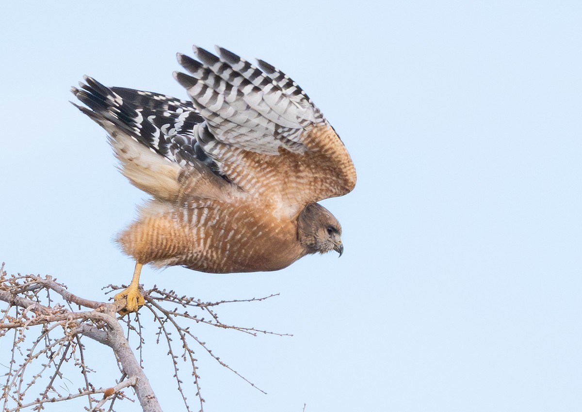 Red-shouldered Hawk - ML647270506